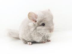 -龙猫仔乐园(惠福东路店)