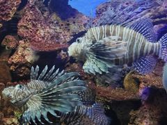 -上海海洋水族馆