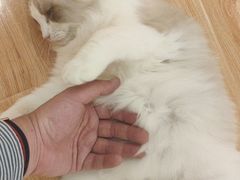 -momokira米努特·德文卷毛猫·棉花面纱犬