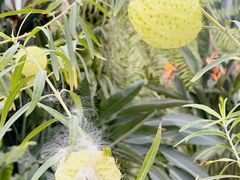 -北京植物园-展览温室