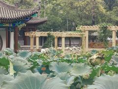 -莲湖公园