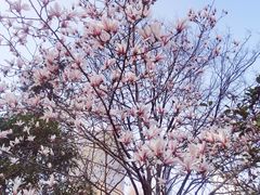 -新虹桥中心花园