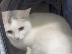 -佳雯宠物医院·皮肤科·内外科(春晓路分院)