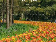 -上海共青森林公园