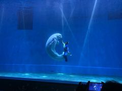 -芜湖新华联大白鲸海洋公园