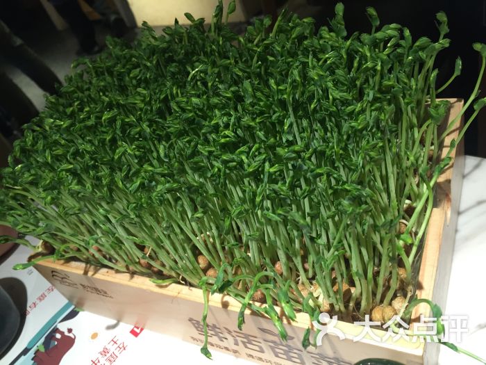左庭右院鲜牛肉火锅(宝地广场店)活体豆苗图片 - 第3张