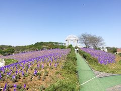 -大塘金香草谷