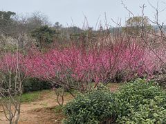-雨花胜境