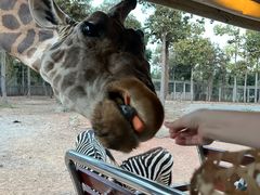 -清迈夜间动物园