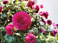 -杭州植物园
