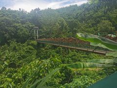 -西双版纳原始森林公园