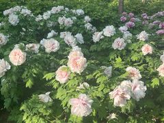 -石家庄市植物园