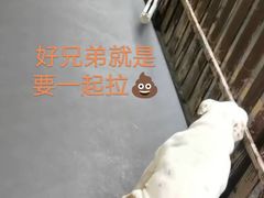-宠物之家Pets Home 宠物寄养酒店