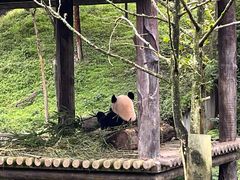 -中国大熊猫保护研究中心雅安碧峰峡基地