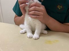 -瑞派康怡24h宠物医院·犬猫医疗中心·微创绝育(瑞景分院)