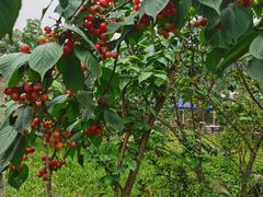 -樱桃山旅游景区