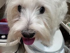-伟伟宠物医院·CT影像中心·瑞派犬猫综合性门诊(汉口总院)