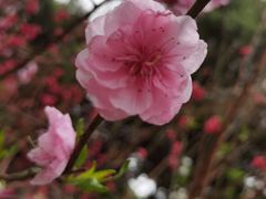 -桃花涧