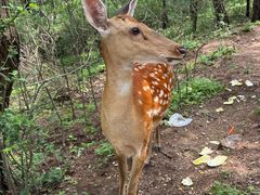 -大连森林动物园