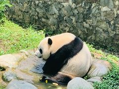 -都江堰中华大熊猫苑