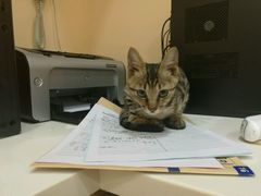 -芭比堂动物医院·24小时·眼科中心(深圳中心)