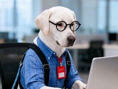 -翊宠yipet猫狗购宠庄园犬舍•猫舍