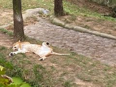 -西霞口神雕山野生动物世界