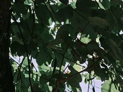 -溪岸路花鸟市场