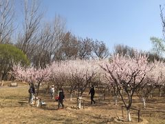 -永定河休闲森林公园