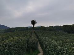 -茅家埠