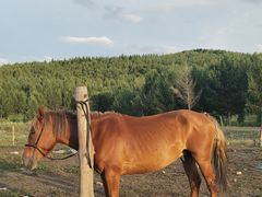 -塞罕坝国家级自然保护区