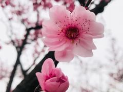 -无锡梅园公园