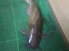 -云南野生菌石锅鱼石锅鸡(大金塔店)