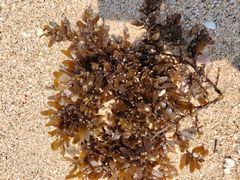 -西涌国际滨海旅游区