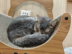 -MOCHA明星猫咖(田子坊店)