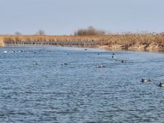 -盐城丹顶鹤湿地生态旅游区