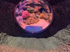 -暹罗海洋世界
