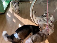 -Husky Go! 哈士奇体验馆·宠物咖啡厅狗咖