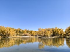 -金塔沙漠胡杨林景区