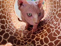 -飞行喵MR PILOT|猫舍·猫咖(静安大融城店)