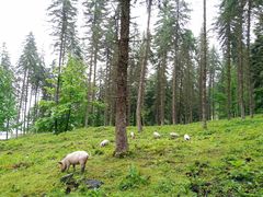-硗碛藏寨·神木垒景区