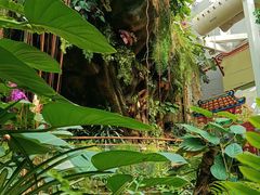 -正佳雨林生态植物园