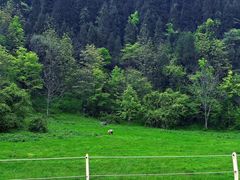 -武陵山森林公园