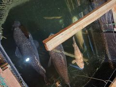 -蓝湾碧波·老字号·疍家非遗海上餐厅