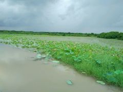 android_upload_pic-大湾区中央湿地公园