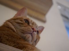 -滚猫咖啡·猫咖·猫友好撸猫(未来城店)