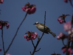 -高东镇樱花园