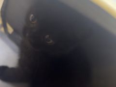 -中农国际动物医院24小时·猫科·骨科·急重症中心