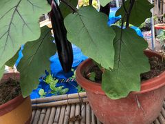 -大渡口区义渡公园