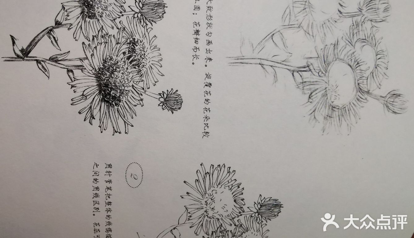 今天空闲时间学习的绘画是黑白花意中的旋覆花